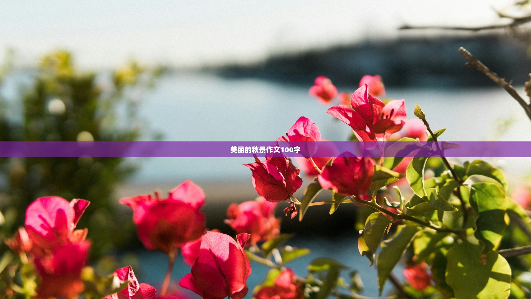 美丽的秋景作文100字