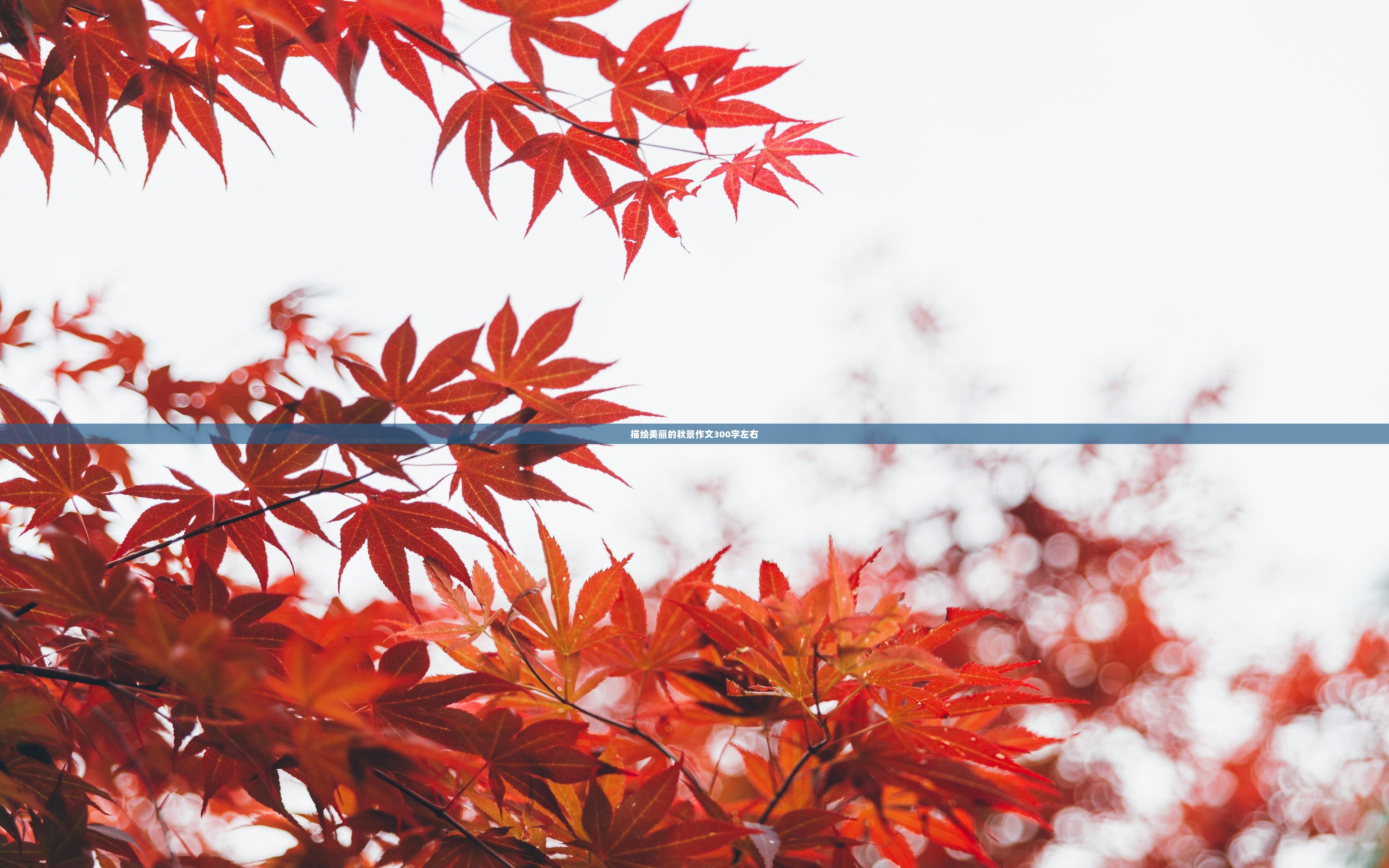 描绘美丽的秋景作文300字左右