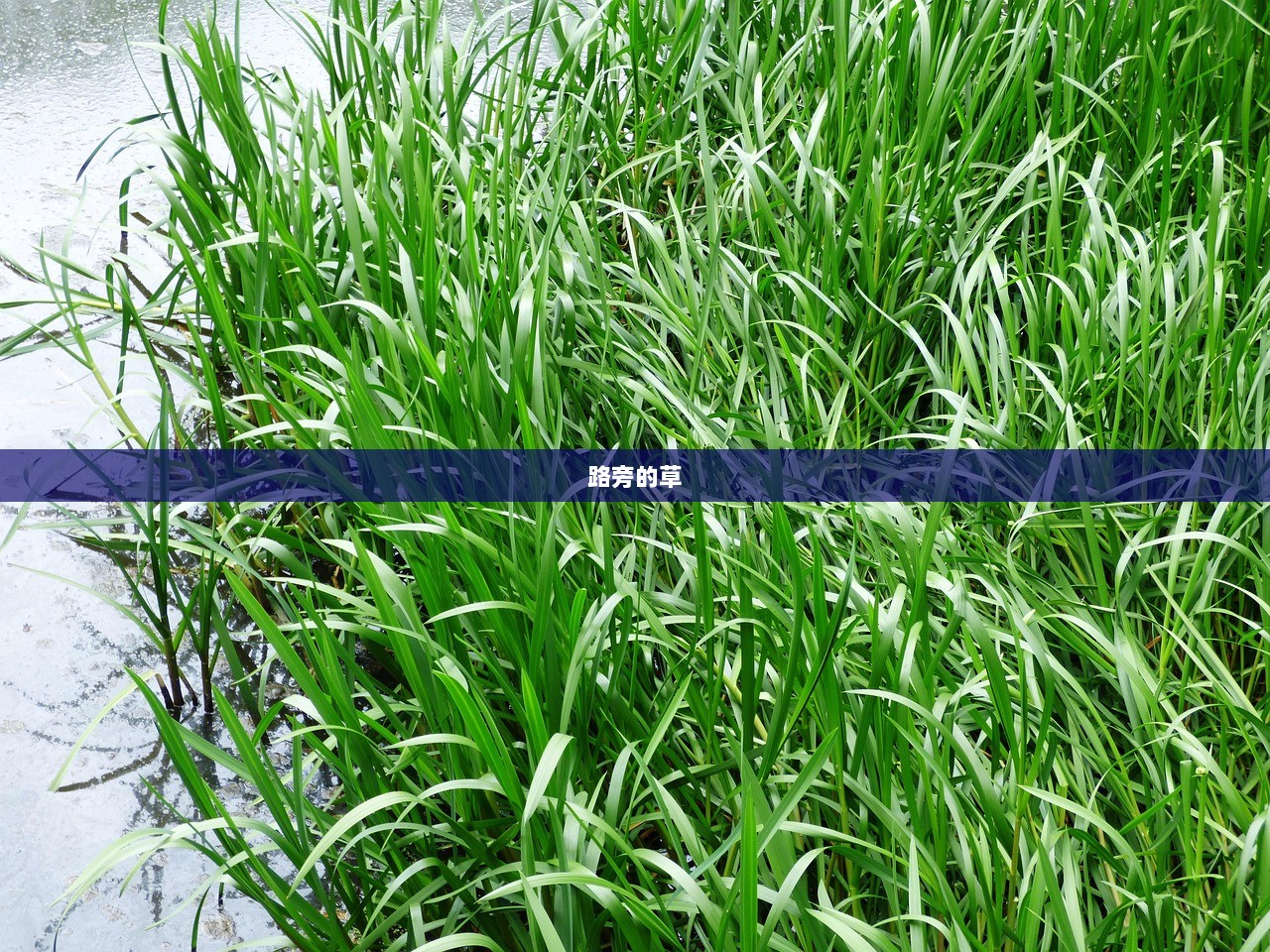 路旁的草