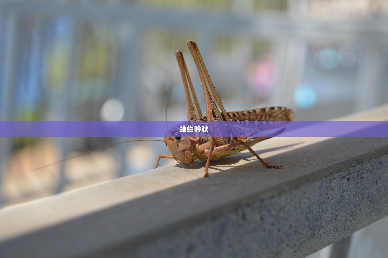 蛐蛐吟秋