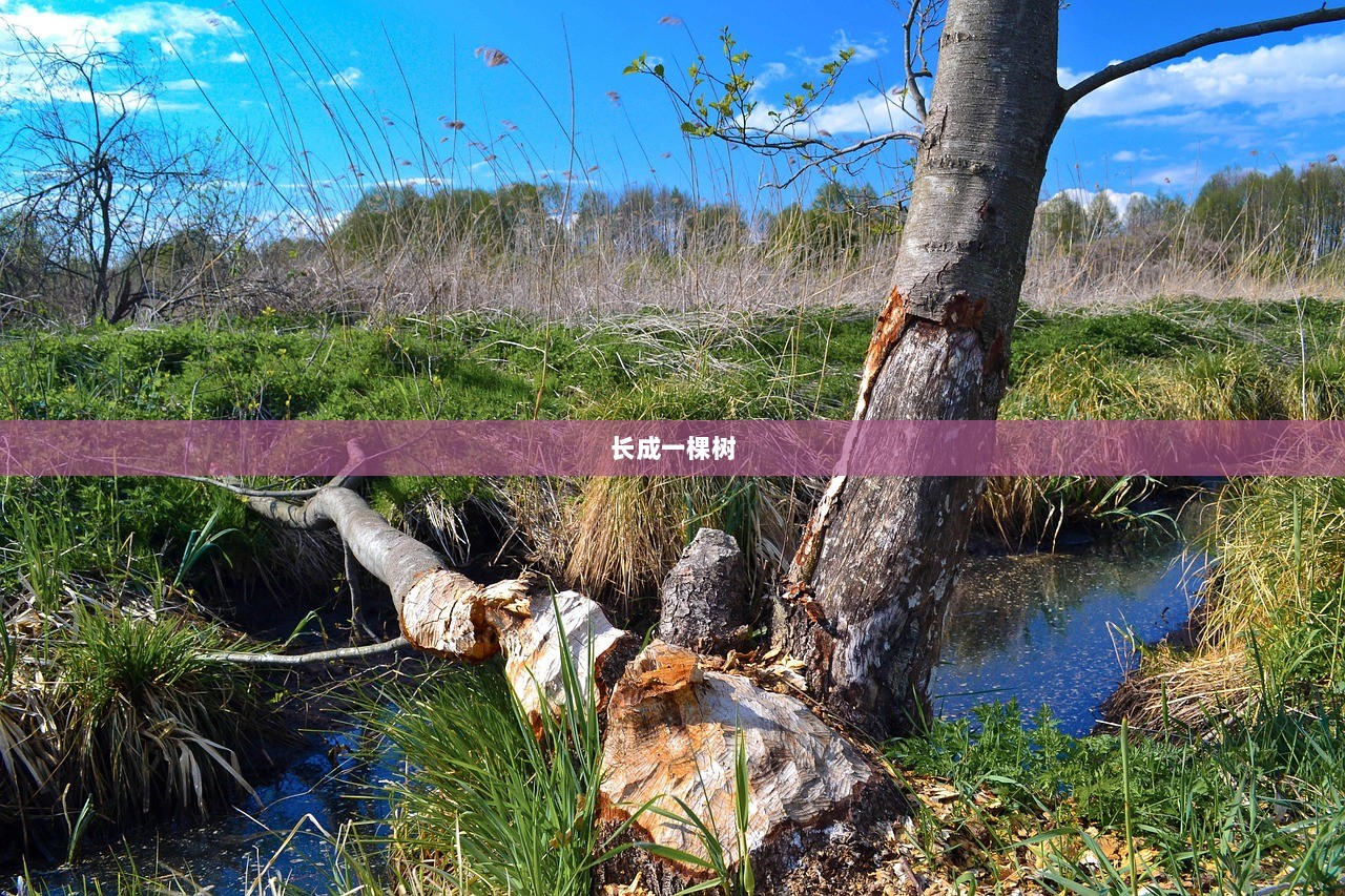 长成一棵树