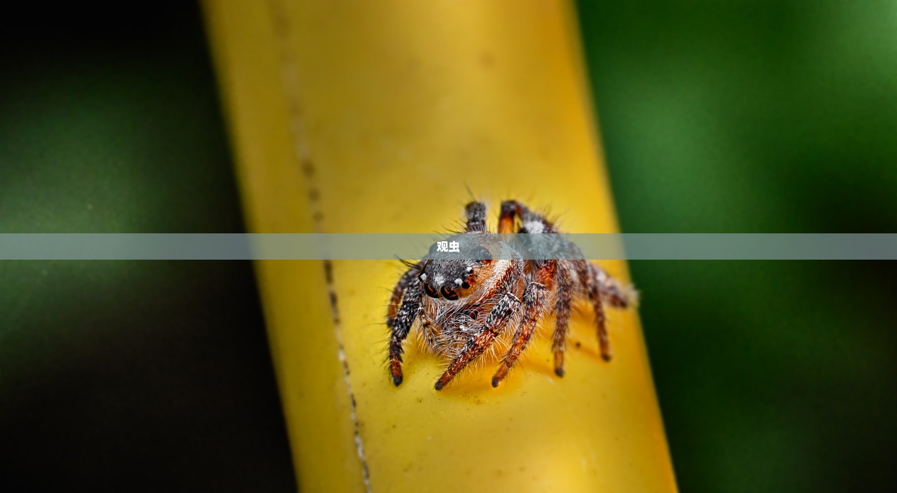 观虫
