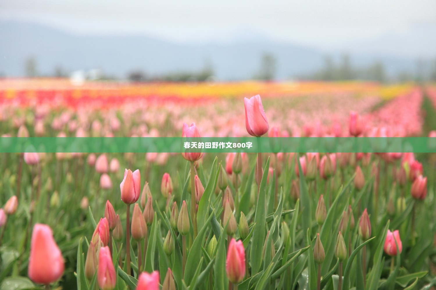 春天的田野作文800字
