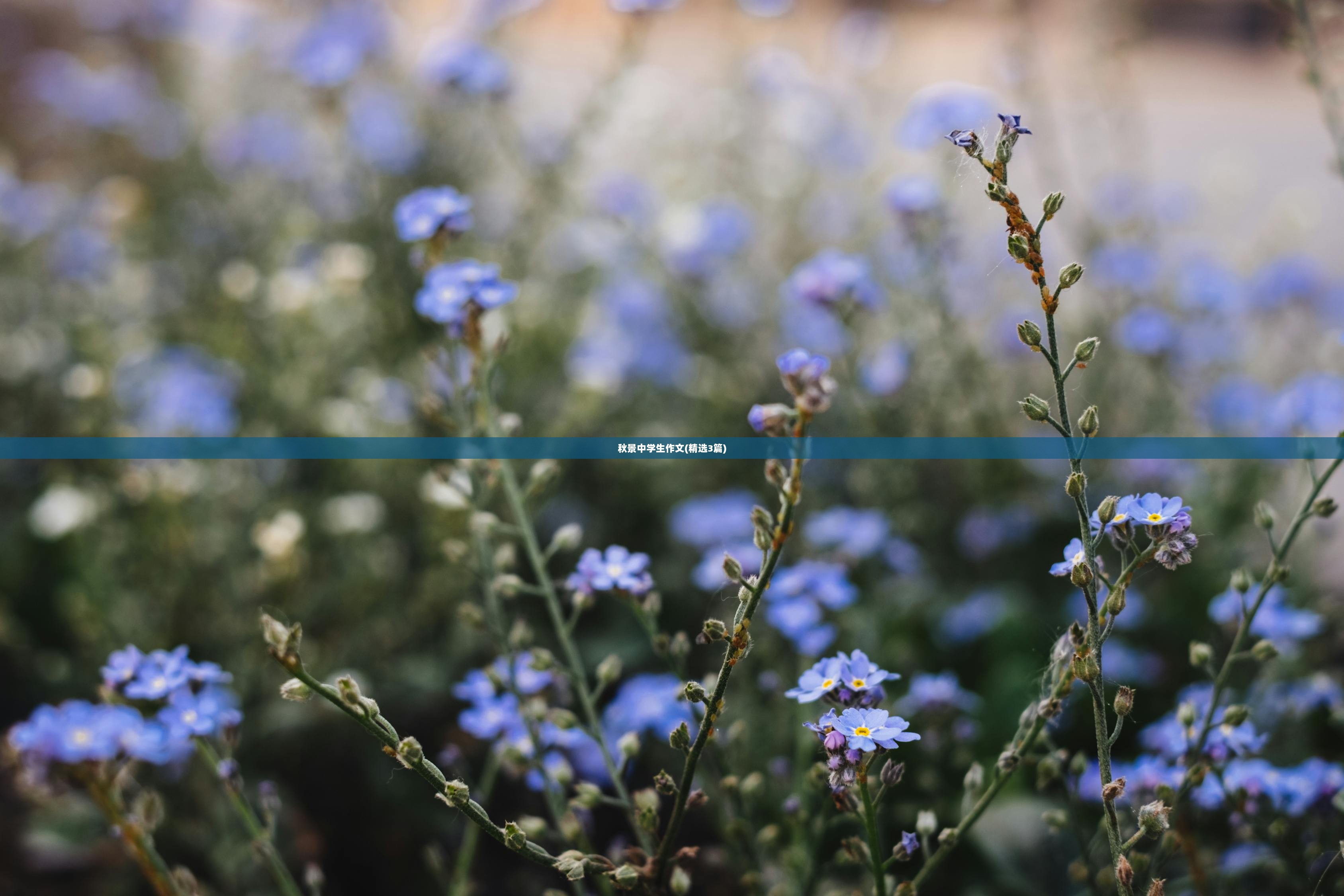 秋景中学生作文(精选3篇)