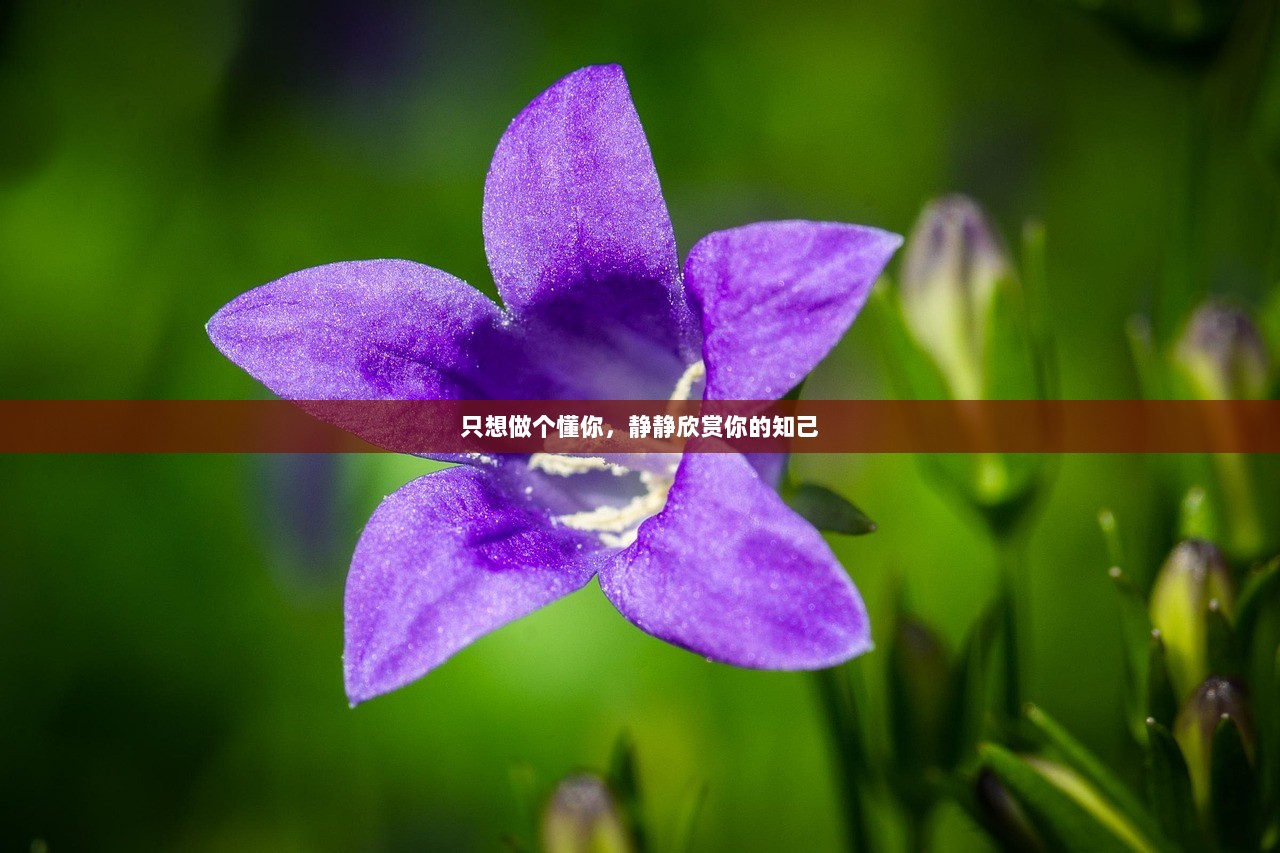 只想做个懂你，静静欣赏你的知己  第1张