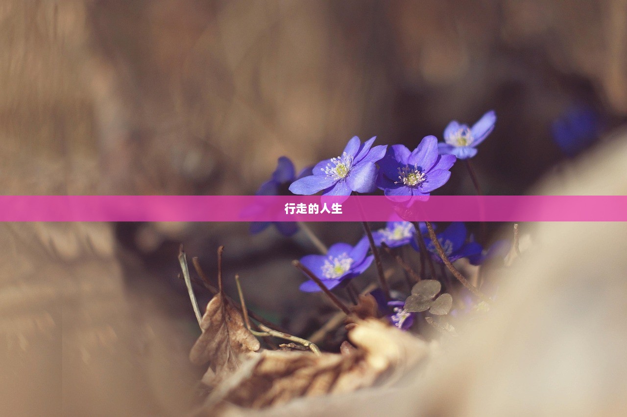 行走的人生