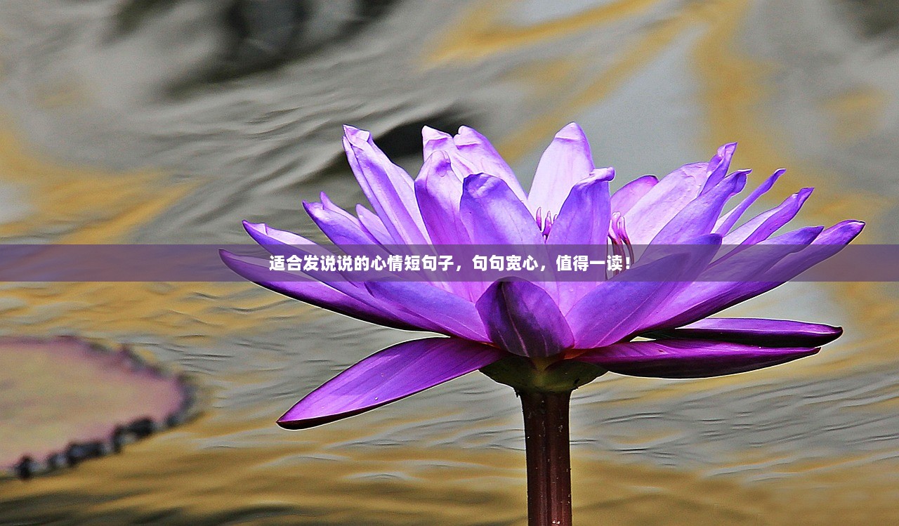 适合发说说的心情短句子，句句宽心，值得一读！  第1张