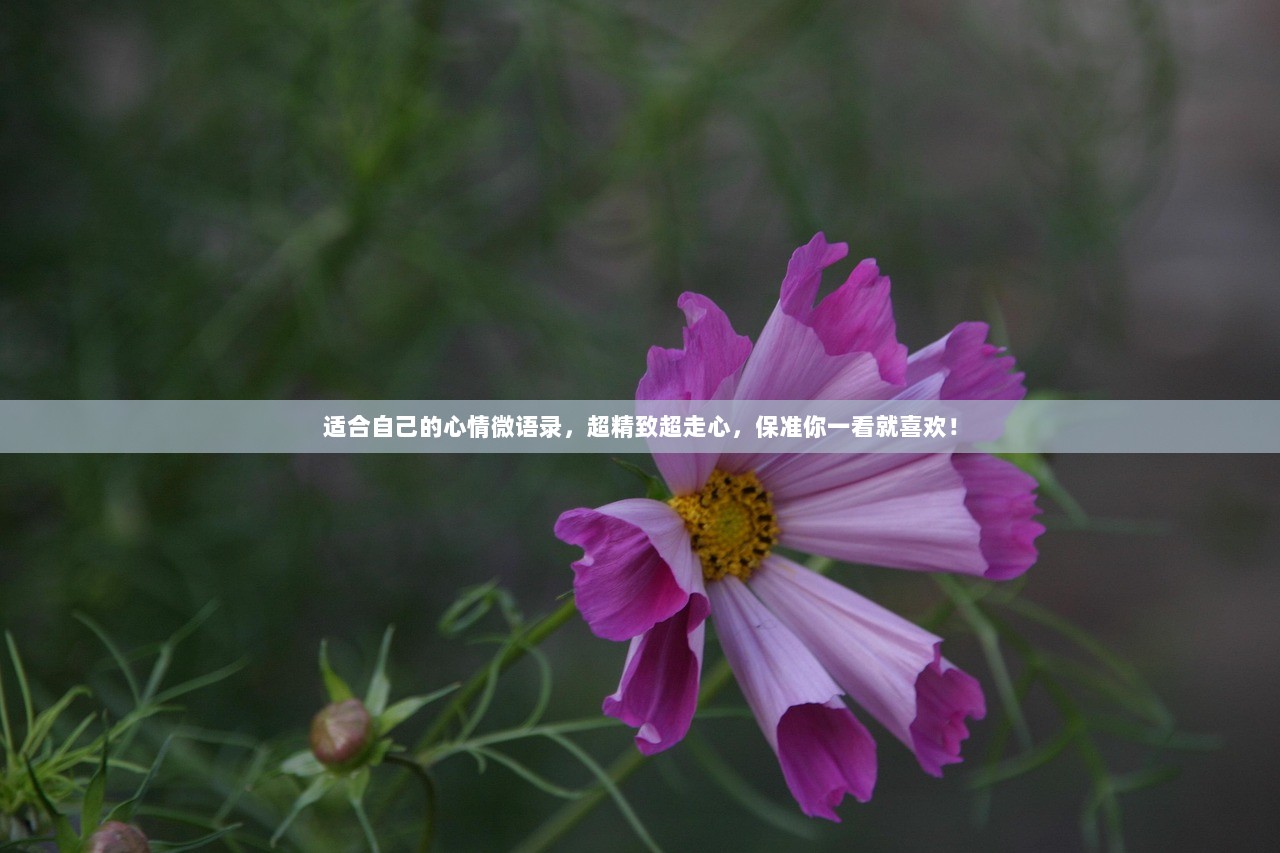 适合自己的心情微语录，超精致超走心，保准你一看就喜欢！